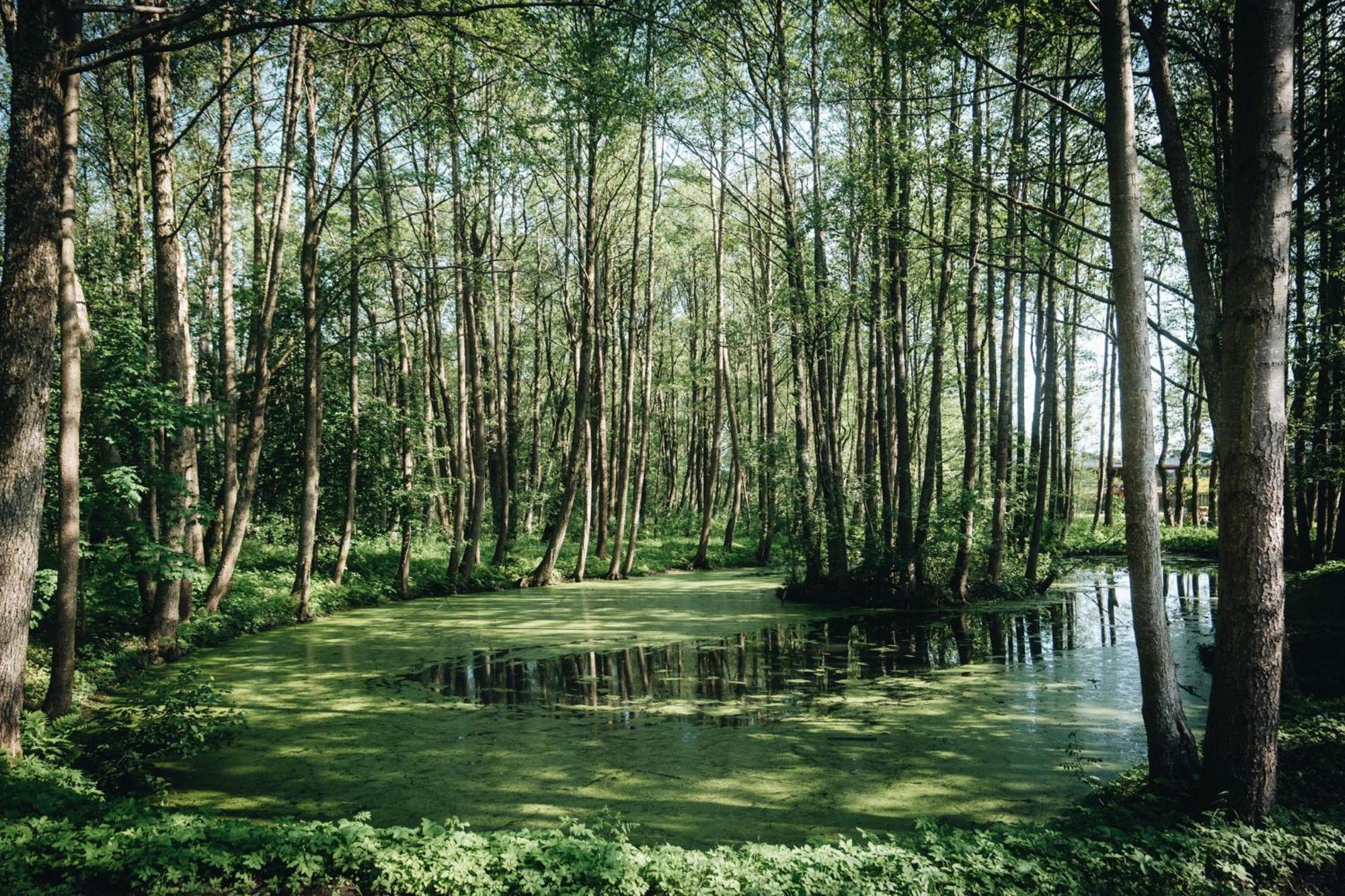 Nemirseta Forest Apartments Palanga Exteriér fotografie